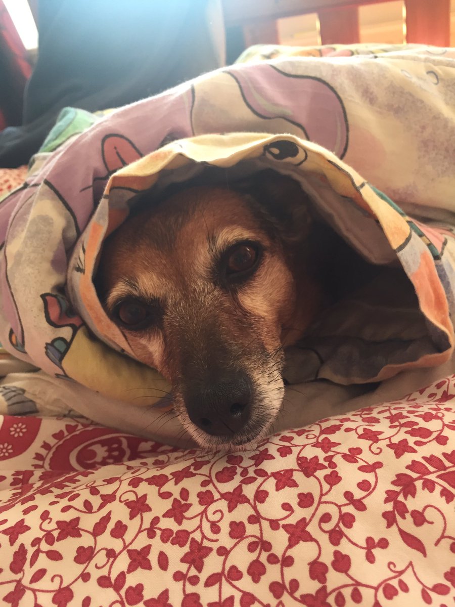 thecamperdog's tweet photo. Happy 11th birthday @thecamperdog 11 years old today #biglove https://t.co/Mo7Z4LtraE