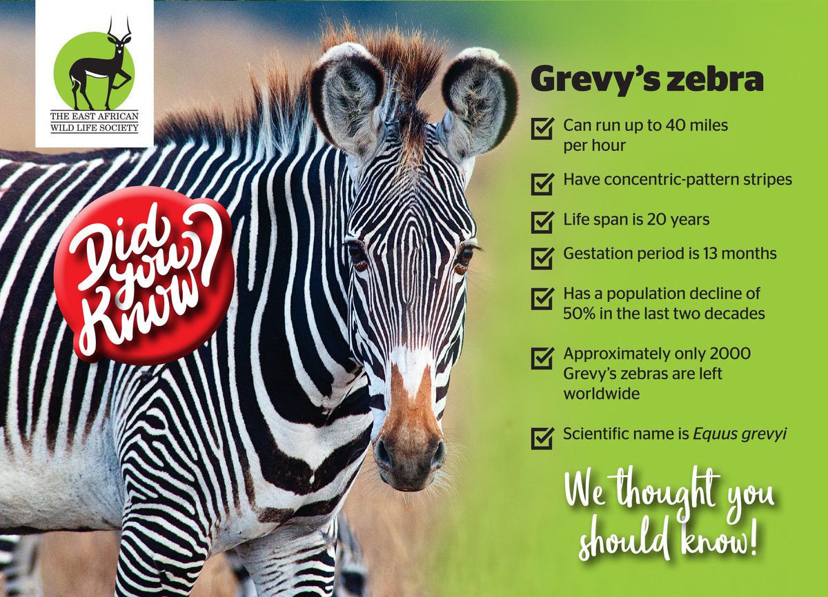 #DidYouKnow that only approx. 2000 Grevy's Zebra remain worldwide? They are endangered. Say no to poaching. #GrevyZebra #VoiceofConservation