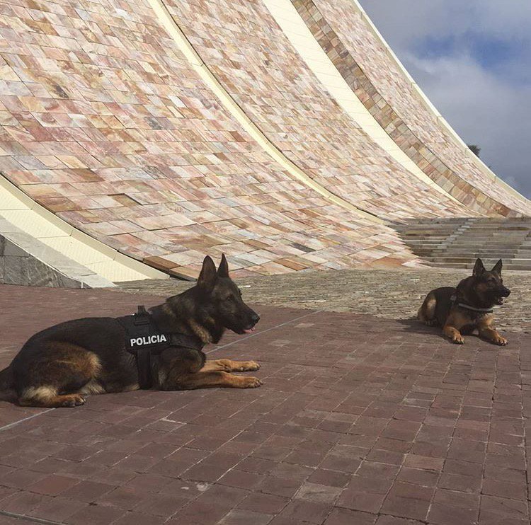 policia's tweet photo. Nuestras #mascotas🐕🐈🐎🐇 nos cuidan, nos dan cariño, nos protegen, nos hacen compañía... Di NO al #MaltratoAnimal y ¡denuncia1📞091 👮🏻👮🏻‍♀️ https://t.co/5NAHfN9KUX