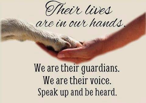 The_GreenBoat's tweet photo. Be the voice of the voiceless!🕊️
#activism #animalabuse #stopitnow #stopcrueltyanimals #animalsfreedom #friendsnotfood 🤝 #animalsrights https://t.co/aDCei2JS9N