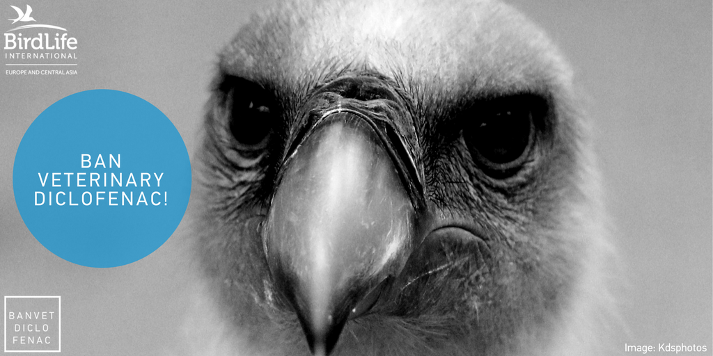 BirdLifeEurope's tweet photo. Tomorrow, on International Vulture Awareness Day, let's save vultures in Europe: https://t.co/F8d6EIFTlo #BanVetDiclofenac #LoveVultures https://t.co/2BjriCYnf9