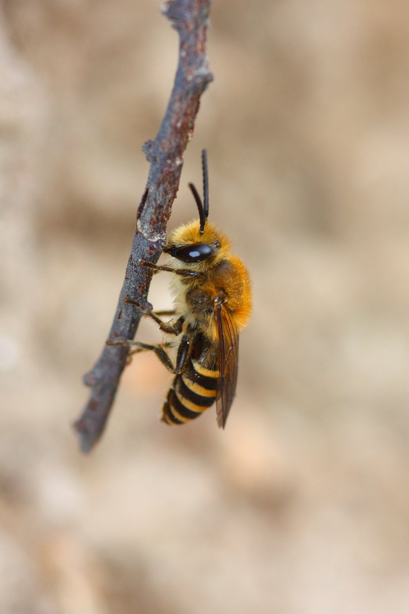 The ivy bee season is kicking off! If you see this fabulous bee nesting near you then please let us know! #solitarybees #ivybee