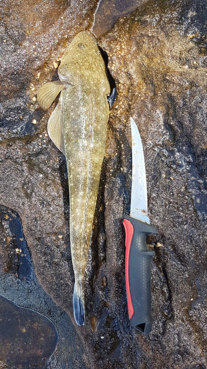 What a way to start the first day of spring in Sydney.

#fishing #landbased #lures #sp #baitcaster #softplastics