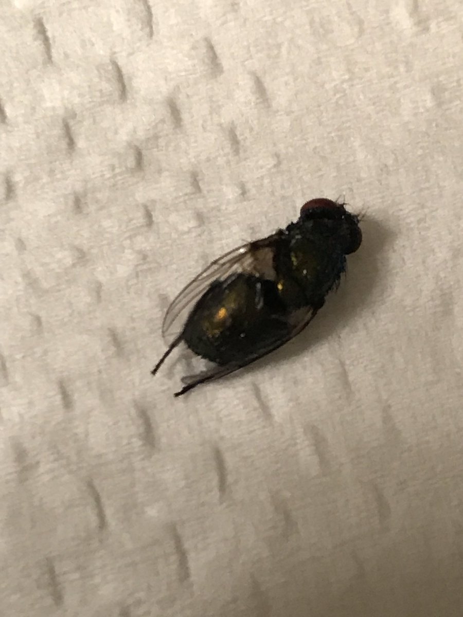 bigdawgaf's tweet photo. @MillerLite I just found this in the bottom of the Miller Lite I just drank. Great quality control process Miller. I'll be sure to share. https://t.co/xrreB0hgu7