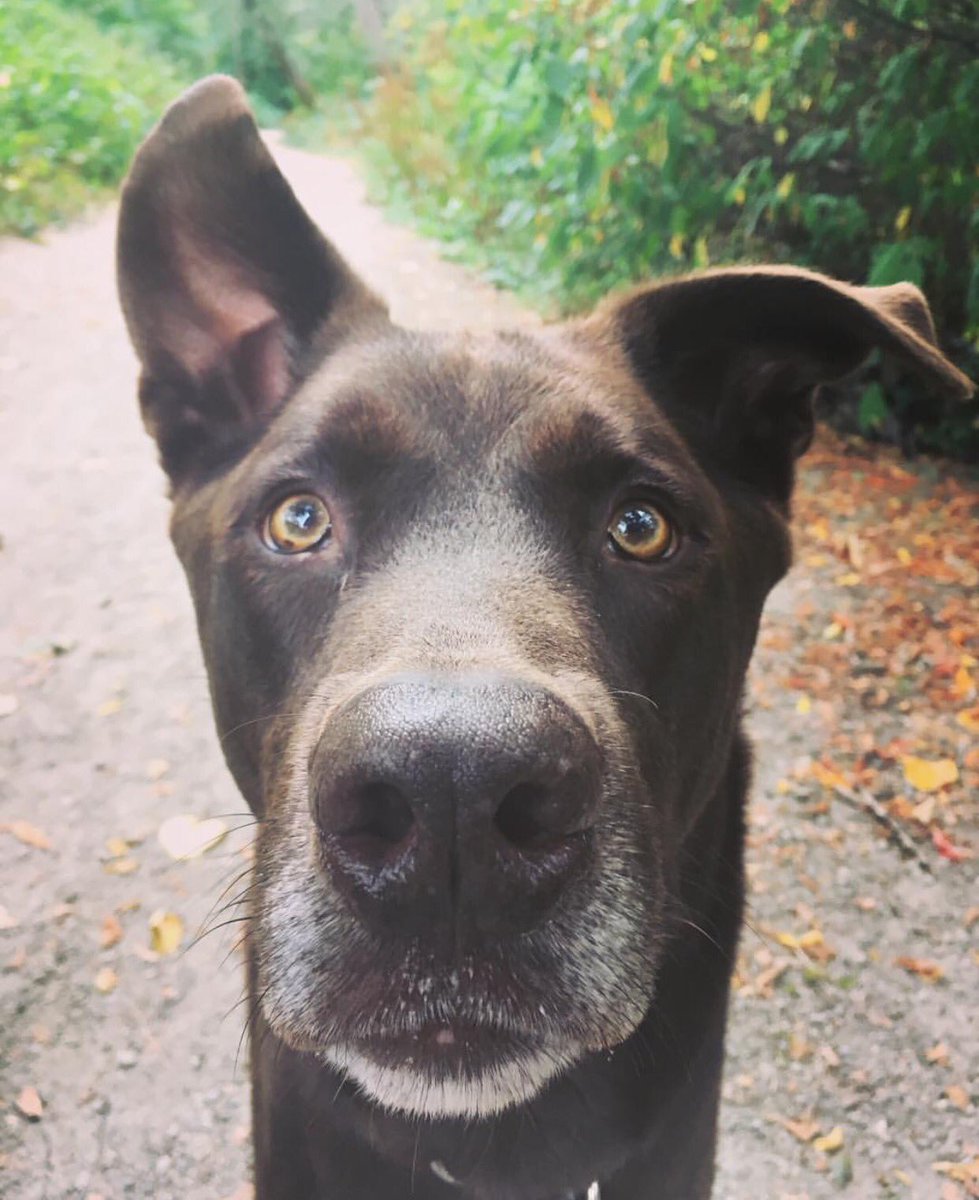 This handsome devil is waiting patiently for a treat! Look at that focus in his eyes :)