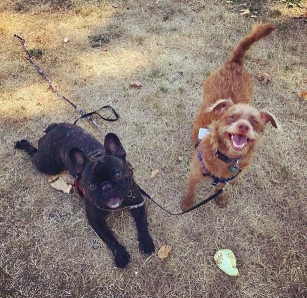 Elmo and Peanut are best buds, just look at those cute smiling faces.