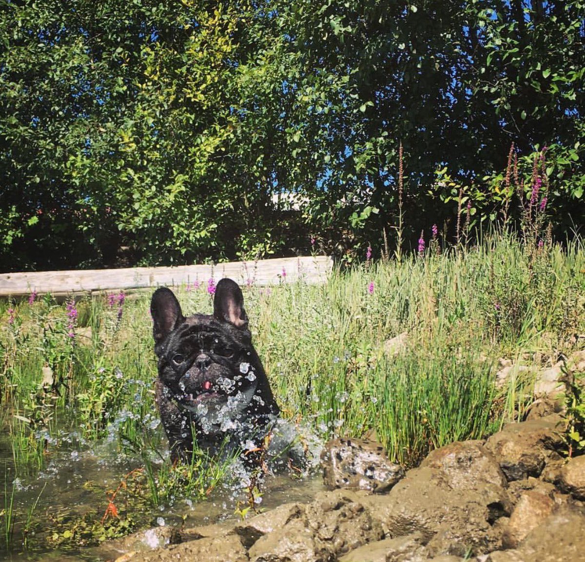 This cutie patootie is enjoying the outdoors, smelling the flowers and loving life.