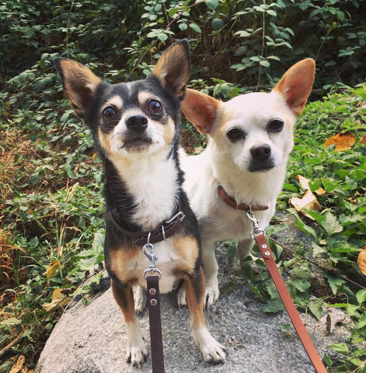 These two little monkeys are professional heart melting machines.