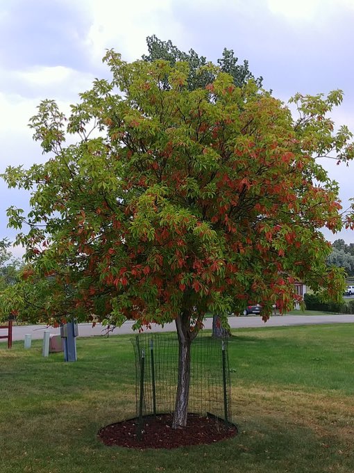 SdTrees's tweet photo. Only tree I'm coming out of hiatus for. It's an Ohio buckeye goodbye forever https://t.co/5wYtrbpVmL