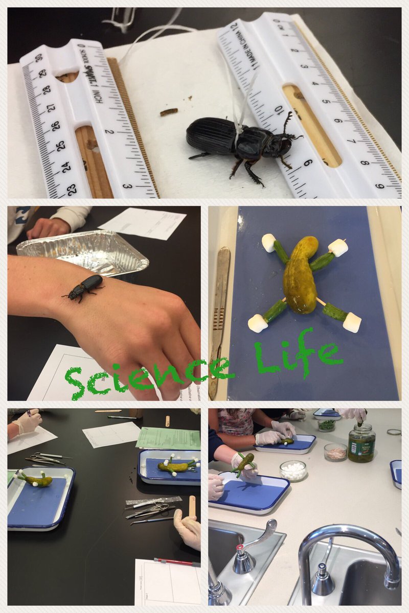 ScienceSavickas's tweet photo. Fun Day in Biology and Anatomy&amp;Physiology! #STCEScience https://t.co/uaW47VBLLp