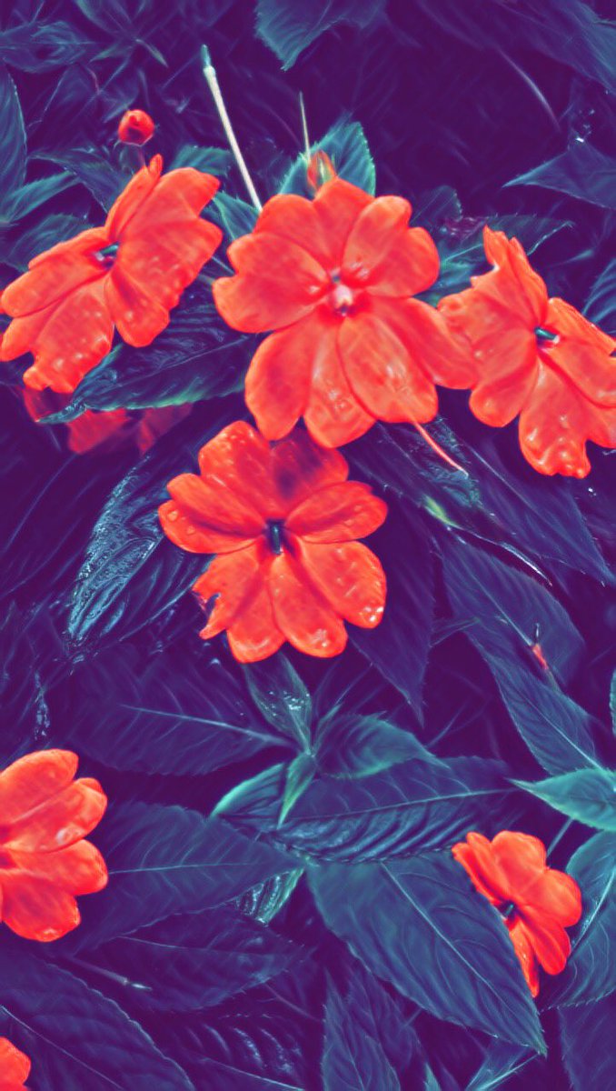 SeanCapdepon33's tweet photo. 💭🌺 https://t.co/Lxl8n1QhJN