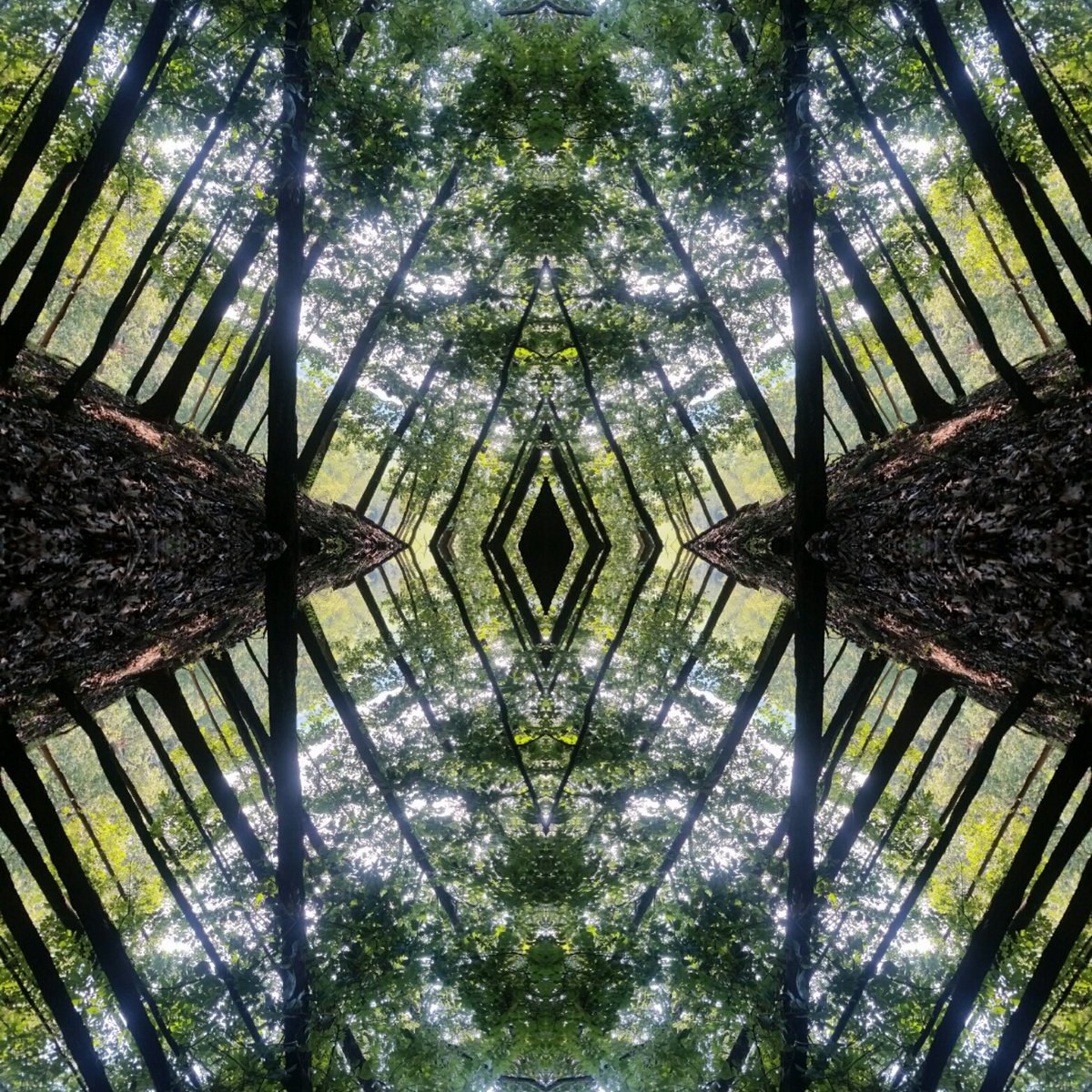 TwoStoned918's tweet photo. #twostoned #woodedpic #trees #green #TwoStoned https://t.co/Ng9Mtn0AuQ