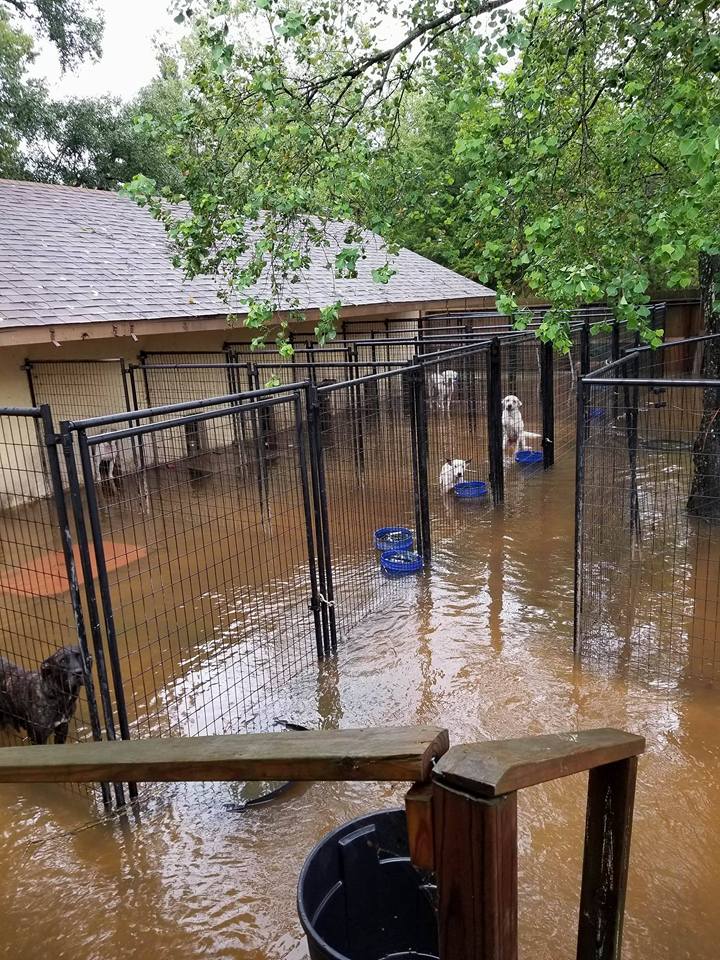 ajfendercincy's tweet photo. Animal rescue asks for help after kennel floods #dog #dogs #pets#pet#puppy #pup#puppylove #rescue #hurricane #harvey https://t.co/aHpBvCqIIg https://t.co/xg3SIfbmAo