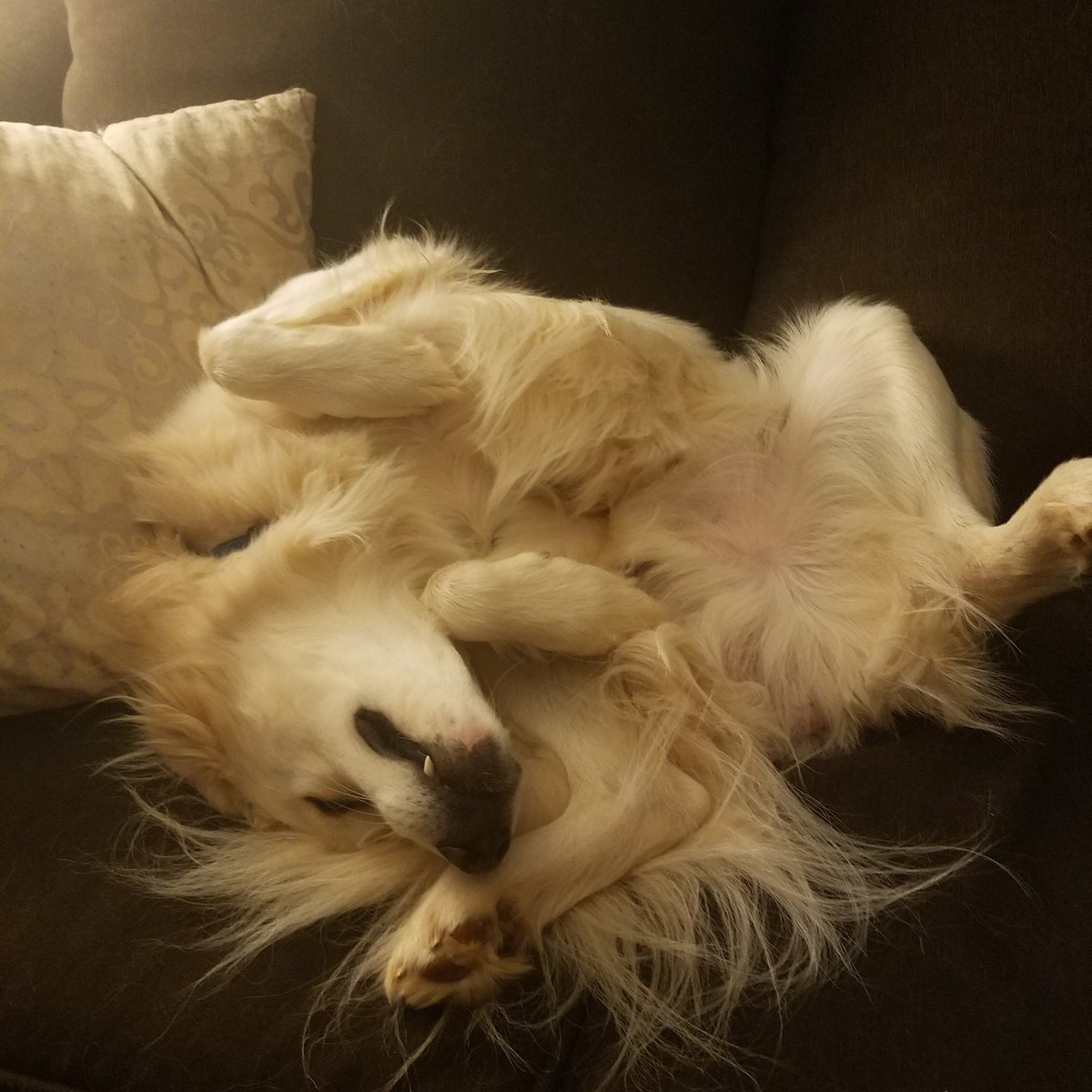 BlackThorn Computers tweet media