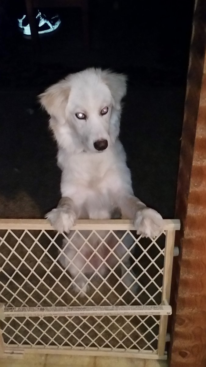 BlackThorn Computers tweet media