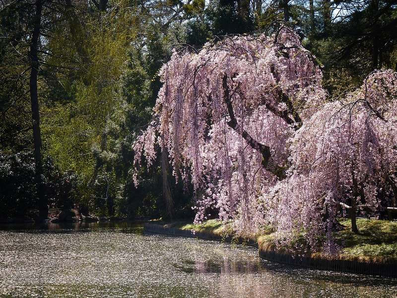 Breathtaking Image Of Cherry Blossom Tree In Japan