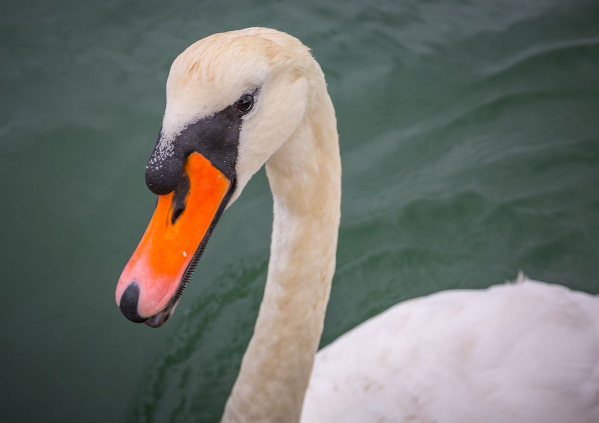 Team Britannia PR tweet media