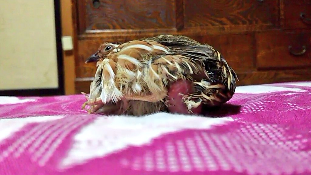 青色イリコ در توییتر 元気が出るびっくりきんたまどうぶつ ケープアラゲジリスもぜひ画像検索してください 可愛い顔してきんたま引きずってるから サイズ感おかしい