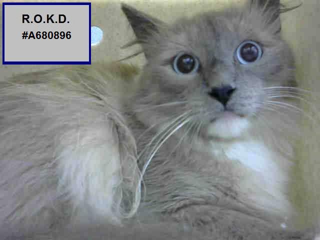 ROKitties's tweet photo. R.O. #A680896 JAYLIN HAS TIL SATURDAY 2 PM P/T TO BE RESCUED. Unk Age &amp; Gender Seal Point DMH.
https://t.co/FWOzWYTYUN https://t.co/poMEzFM3Wj