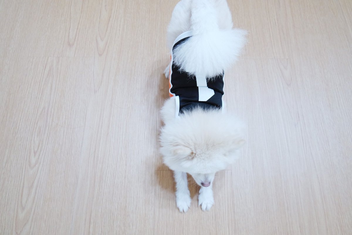HQ_PET's tweet photo. 리시브하는 포메~🏐예쁜사진 감사합니다!!👐 https://t.co/X96OyfTZ45