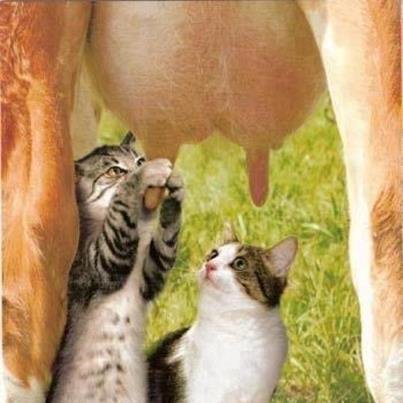 ulat_bulu_bulu's tweet photo. "Baru semalam main mak mak, harini dia dah takde..." https://t.co/FphBF9UhjB