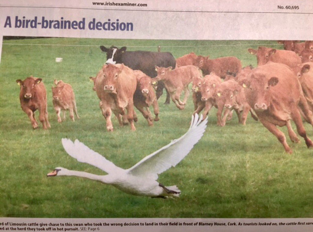 Great photo from <a href="/irishexaminer/">Irish Examiner</a>