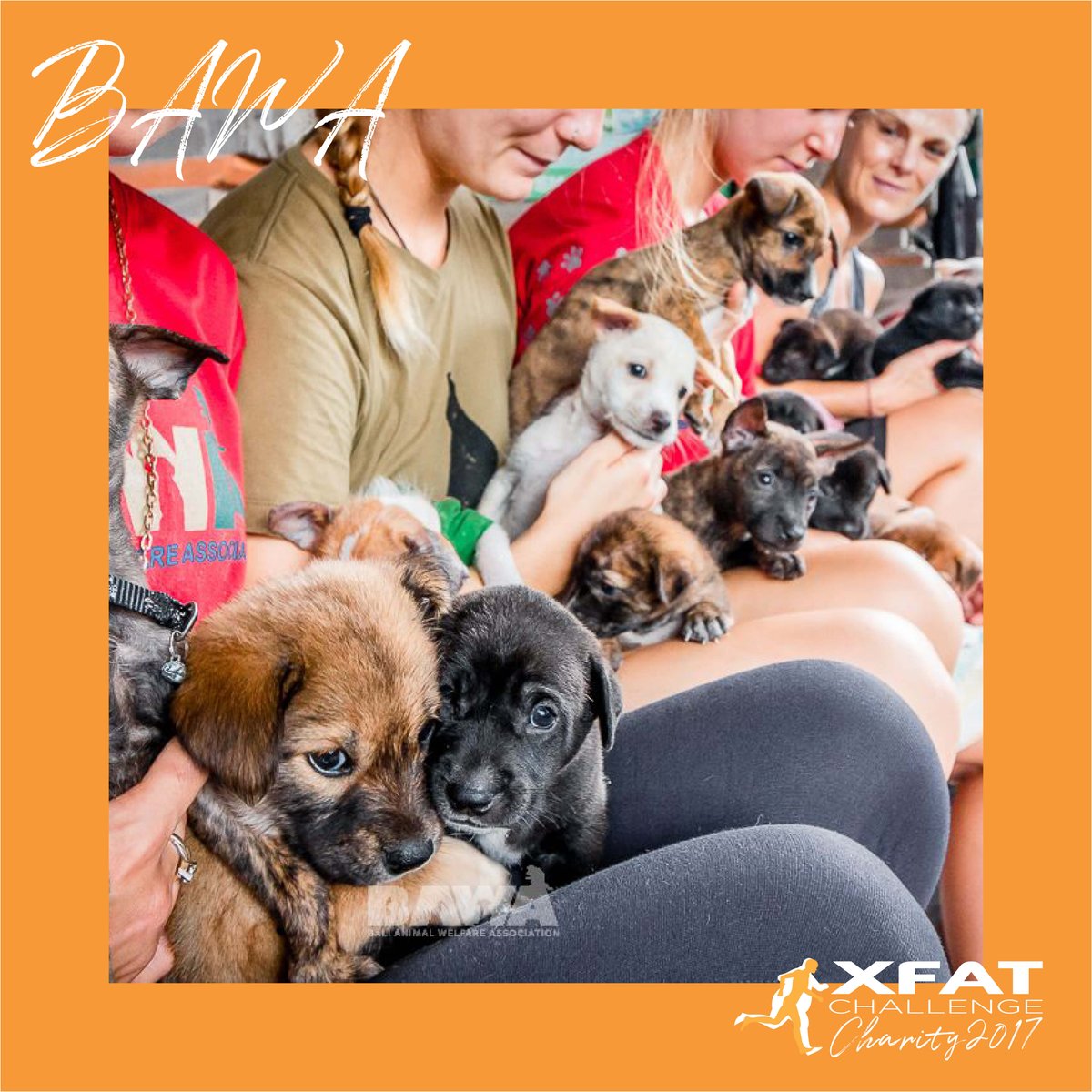XFATCHALLENGE's tweet photo. BAWA  does great work by providing emergency response and rescue, food &amp; medication, rehabilitation &amp; adoption #animalwelfare #charity2017 https://t.co/ftuJpm7sAH