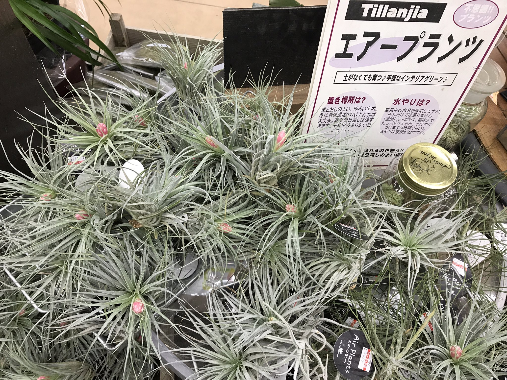 تويتر ジョイフル本田 ガーデンセンター على تويتر ガーデンセンター宇都宮店 エアープランツ コットンキャンディの花芽付きが入荷しました またお買得な多肉植物も大量に入荷しています なんと1鉢199円 安い 是非ガーデンセンター宇都宮店にご来店