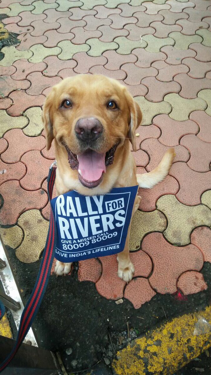 WoofsandHoofsIn's tweet photo. #RallyforRivers #AdoptDontShop #DontAdoptShop https://t.co/9LcqrLLmSv