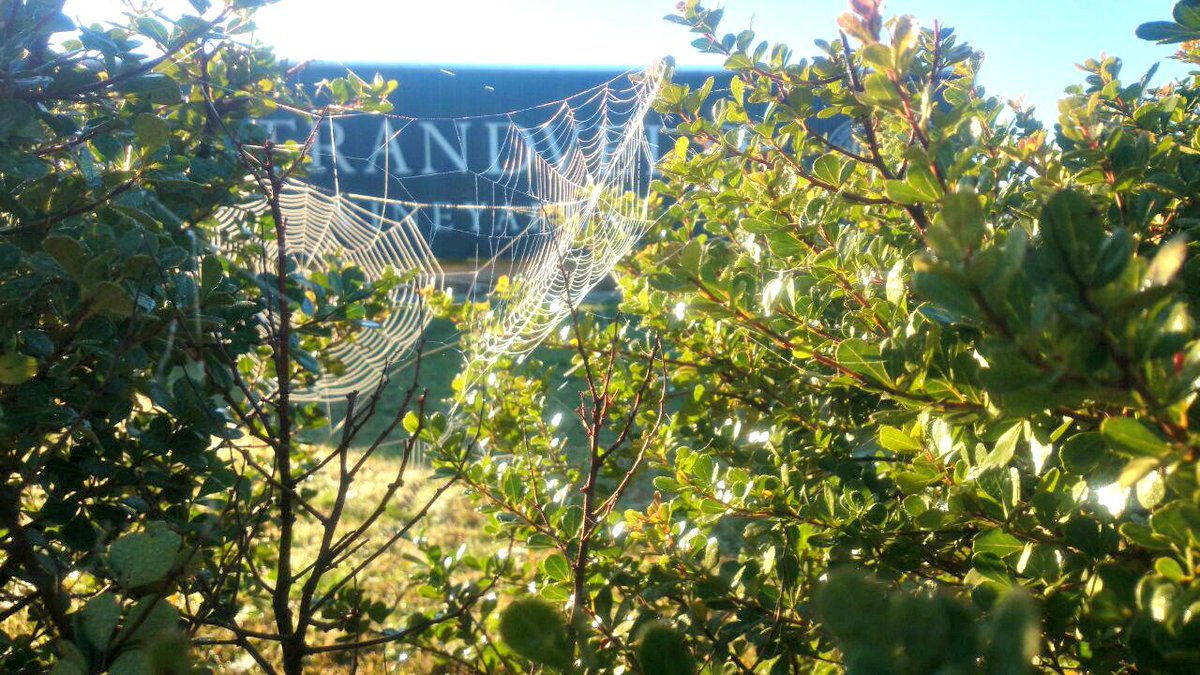 strandveld's tweet photo. A crisp, perfect morning at Strandveld on the first day of spring! https://t.co/risOyyWYlJ
