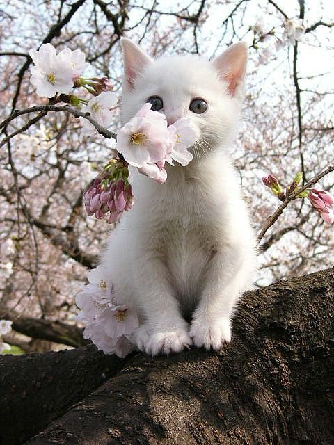 VetShopAU's tweet photo. We hope everyone enjoys the first weekend of Spring 😍🐱🌸🍃🌻 https://t.co/Dsy669VFNU