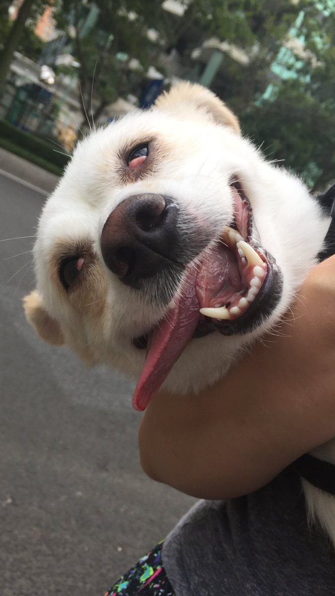LanceSouter's tweet photo. Add a caption here cause I could go on for days with this one #DogsOfInstagram #lol #lolz #AddACaption #NeedYourCommentary #haha#LanceLaughs https://t.co/jjJLThw4HU