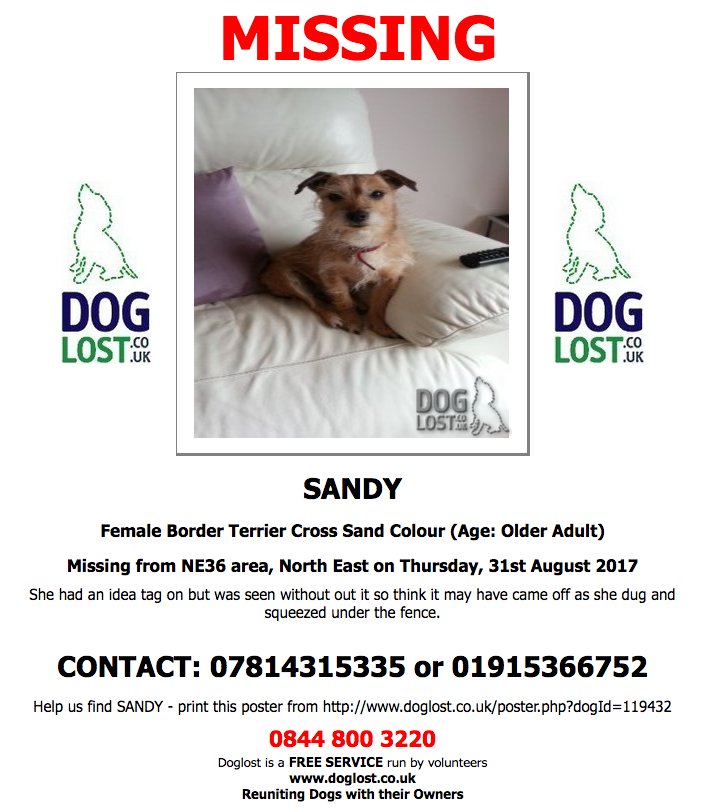 DogLostUK's tweet photo. #LOST SANDY Female #BorderTerrier Cross #EastBolden #NE36 #Lostdog #ScanMe https://t.co/4PQ8qCgZH0 https://t.co/m5gtbywT1n