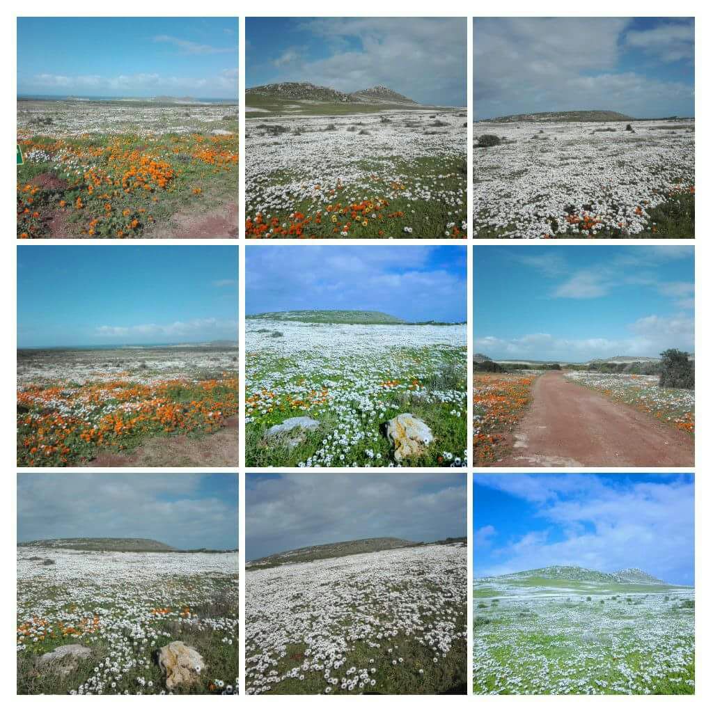 JACQUELENEvm's tweet image. Put a Spring in your Step! #Trapit #Weskus @CWCtourismdev Happy Spring Day!