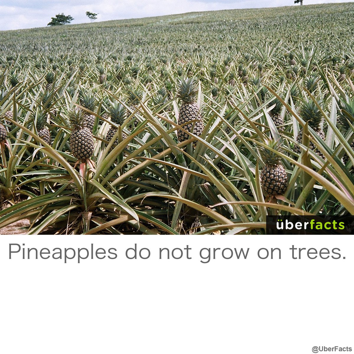 UberFacts's tweet photo. If you didn't already know... https://t.co/6M3j2hp3lM