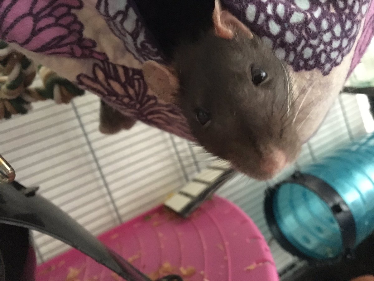 JuliesRats's tweet photo. Hi https://t.co/3Vnb8dVfzD