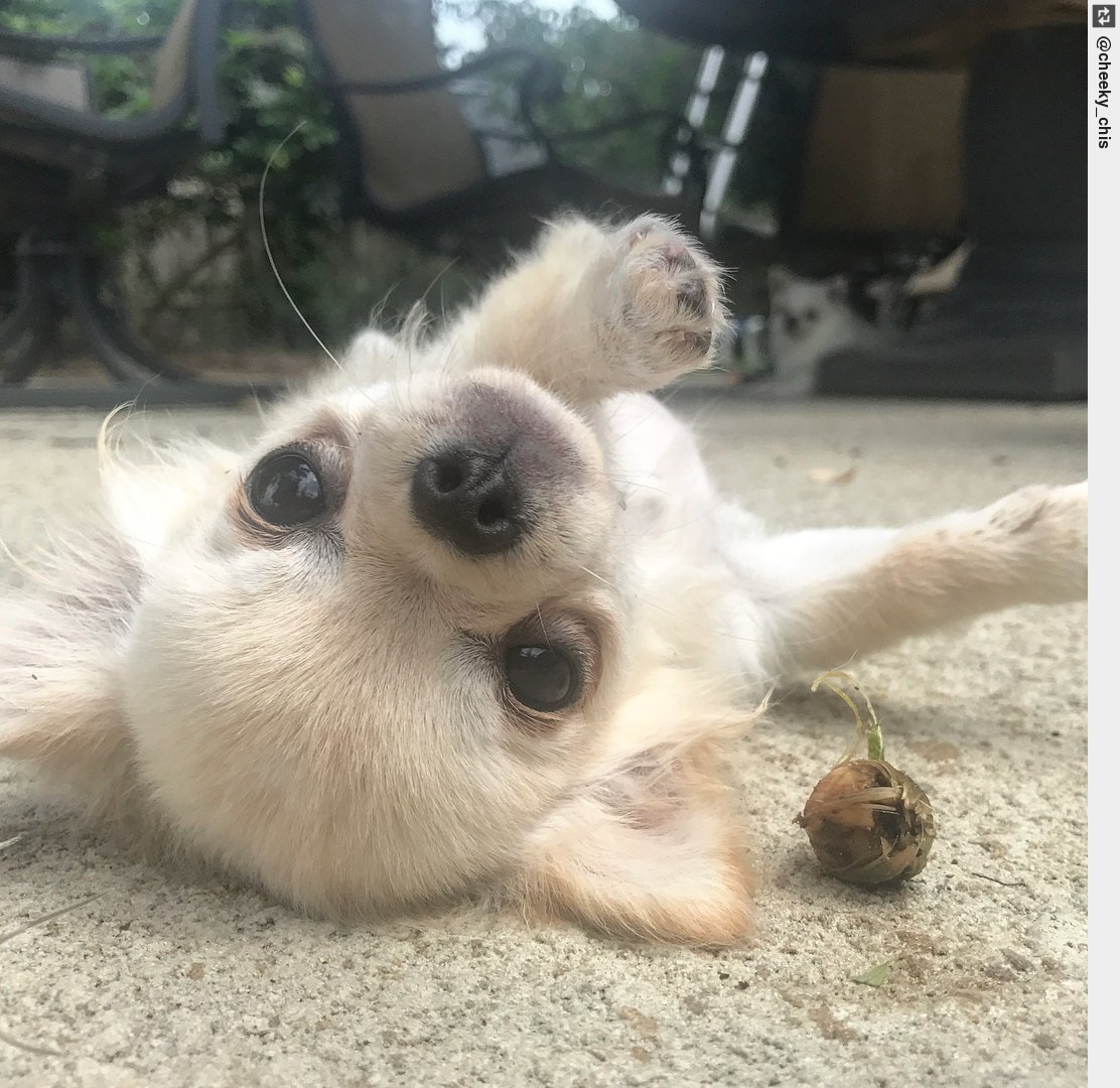 IngloriousDogs's tweet photo. If you wants to catch dat squirrel you gotta be a little nuts.. Swipe for more 🐿🐾🐾🐾🐾🐾🐕�️ . . #LittleNuts #WeGotEm https://t.co/uRnhyRy6fk