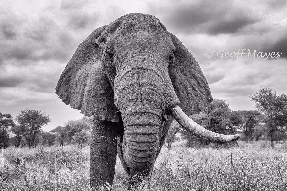 Geoff Mayes tweet media