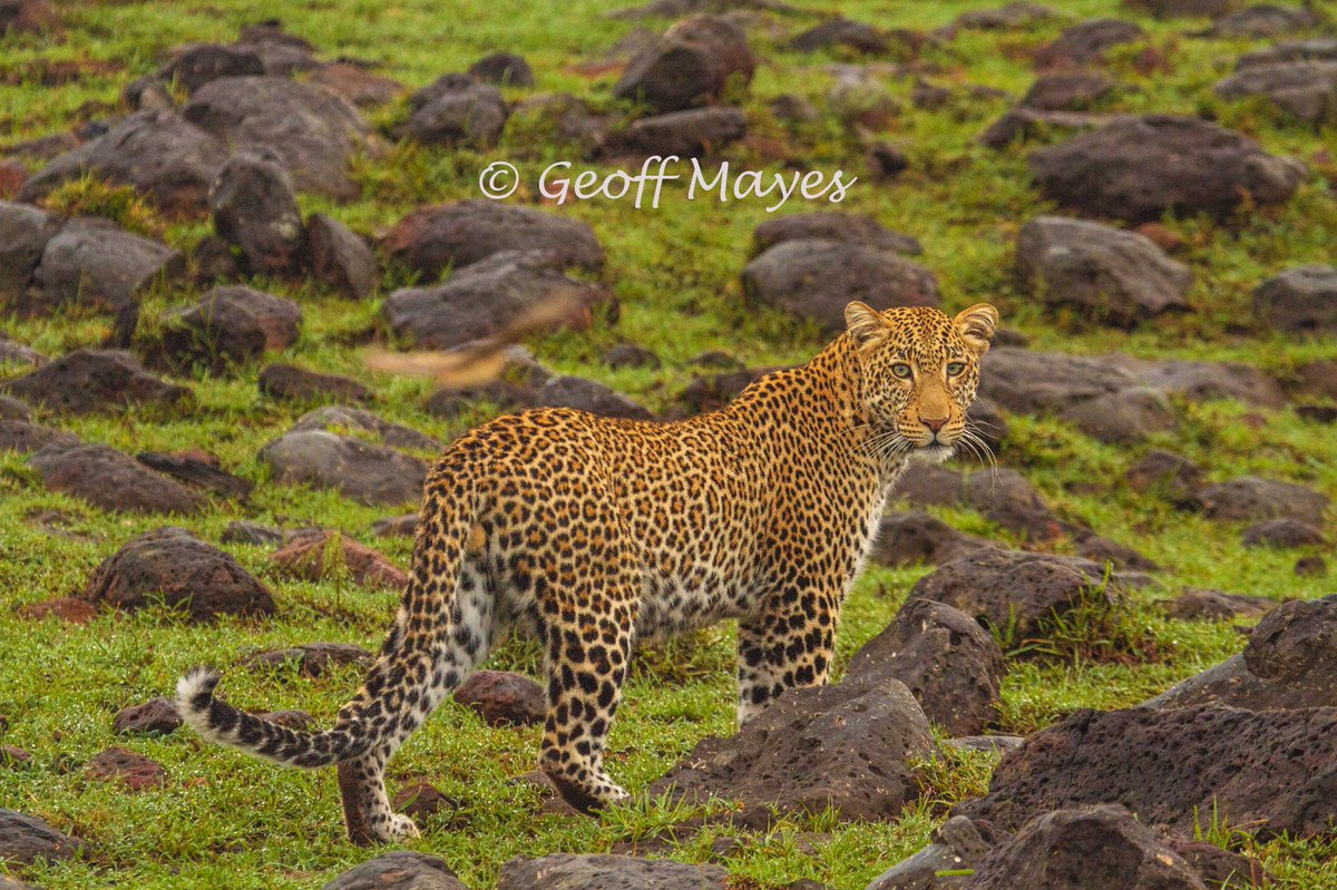 Geoff Mayes tweet media