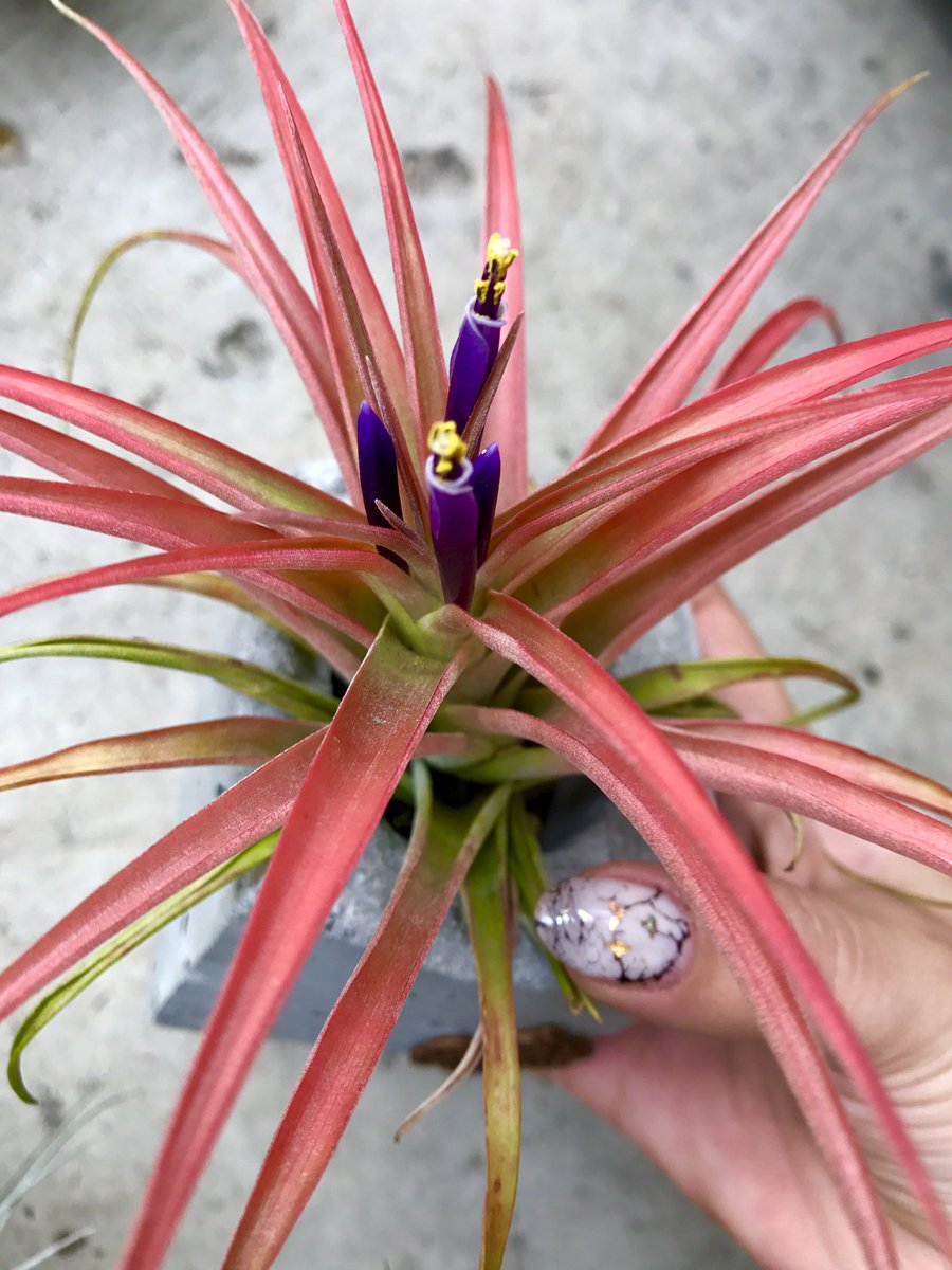 ブラキカウロス Twitter Search