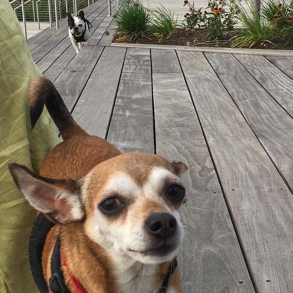 DCFrenchBulldog's tweet photo. Wasn't the weekend great. Oh well have a good week! #monday #chihuahua #dogsofinstagram #dcdogs #chihuahuasofinsta… https://t.co/lxqtWaZBK5 https://t.co/gQhz1u73As