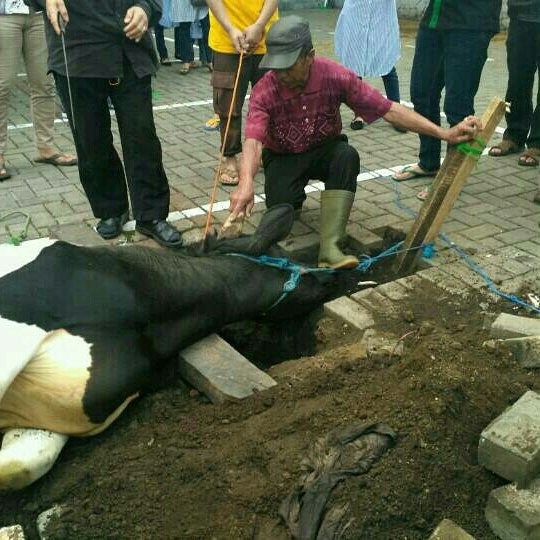 Lembaga hukum Sekolah Tinggi Hukum Bandung dan UKM-Hipmi telah melaksanakan kegiatan rutin setiap tahun yakni pemyembelihan hewan qurban.