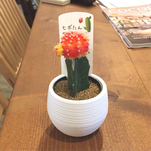 ちーちゃん Twitter પર メルカリで買ったサボテンちゃんがひどい A 土も半分で倒れてるし 鉢に直接新聞紙張り付いてるし 開封したら部屋中砂だらけ あーもう掃除なきゃ この子に罪はないので 植え直して大切に育てます W ﾌﾞﾜｯ メルカリ