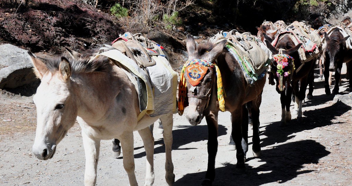DirkNC's tweet photo. @JustinShinohara @CNN I was thinking they were just laying the mules* end-to-end to measure. #NonstandardUnitsOfMeasure #LikeSmoots
*Donkeys shown, not mules https://t.co/n1mLPGeN3A