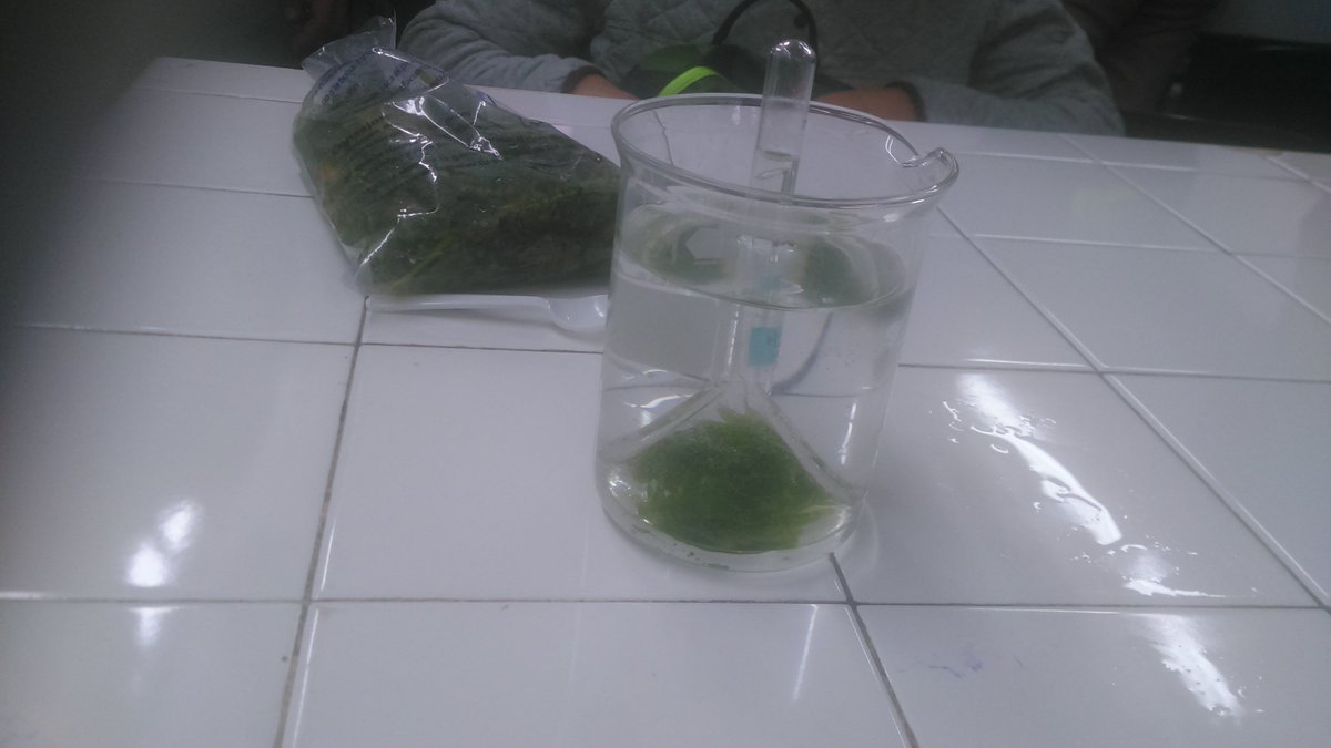 KronoLopez's tweet photo. Fotosintesis Subacuatica con CO2 sumistardo en forma de bicarbonato @agorajavier @javierdealba4s https://t.co/1iJaMwwOSY