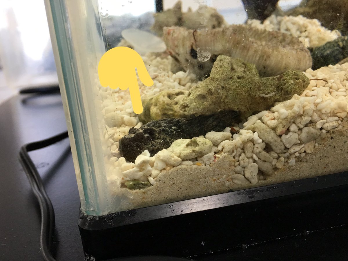 TDKTOHObiologyc's tweet photo. 桐朋生物部内刺毒部門の王者がハナミノカサゴからオニダルマオコゼ選手へと替わりました❗️
ミノ二代目担当であるT氏は
「いやぁミノの毒もシャレにならない激痛が走りましたけど…それ以上とは想像できませんね…死んじゃうんじゃないですか？笑」
はい
死人出ますよこの種類(´ཀ`」 ∠) https://t.co/MUlXVAinVA