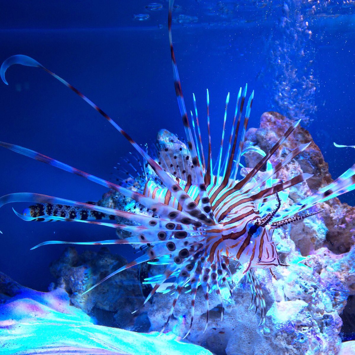 TDKTOHObiologyc's tweet photo. 桐朋生物部内刺毒部門の王者がハナミノカサゴからオニダルマオコゼ選手へと替わりました❗️
ミノ二代目担当であるT氏は
「いやぁミノの毒もシャレにならない激痛が走りましたけど…それ以上とは想像できませんね…死んじゃうんじゃないですか？笑」
はい
死人出ますよこの種類(´ཀ`」 ∠) https://t.co/MUlXVAinVA