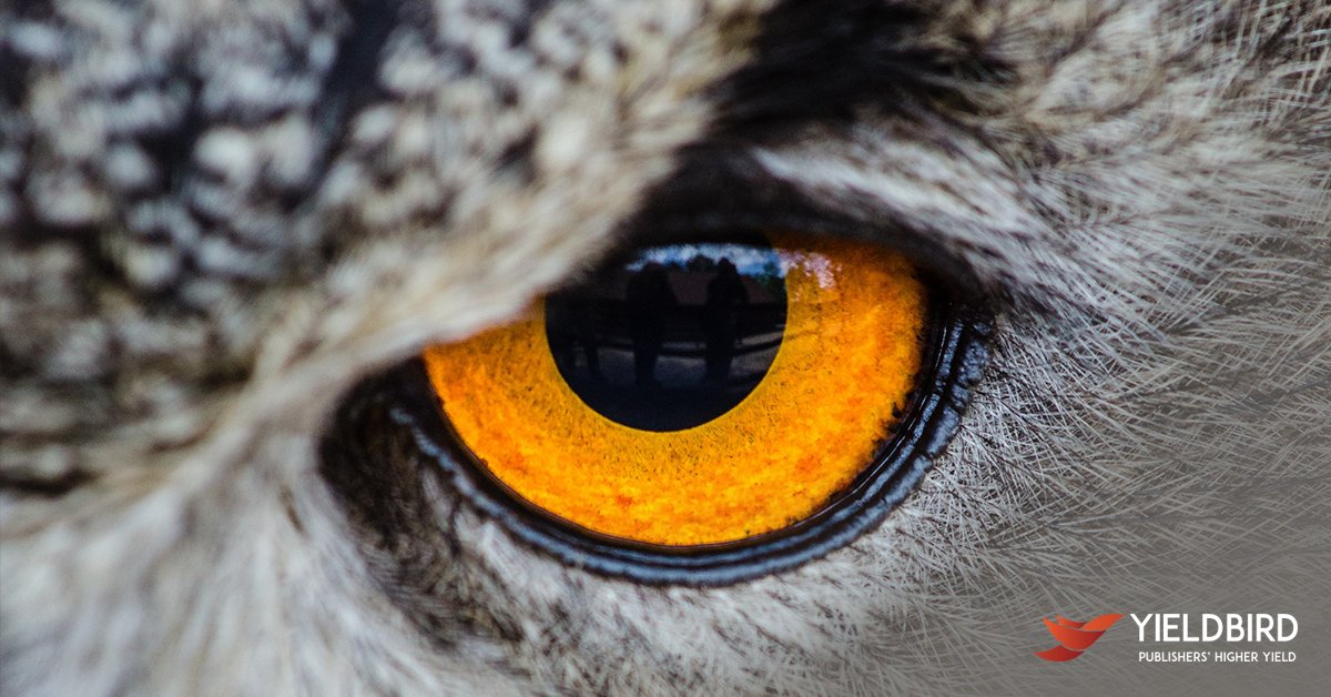 Yieldbird's tweet photo. We enjoy helping. That's why #Yieldbird became a CSR patron of ZaΕlepka the Owl from the Warsaw Zoo. Welcome to our family. #WarszawskieZoo https://t.co/e0DRg4qR3k