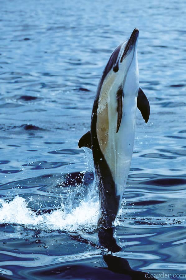 Lindapenny1960's tweet photo. #BlueCove! Dolphins Swim Free! #tweet4Taiji Thanks to #DolphinsProject for being on The Ground! https://t.co/6NDHDsjrLi https://t.co/hBjM13cHeP