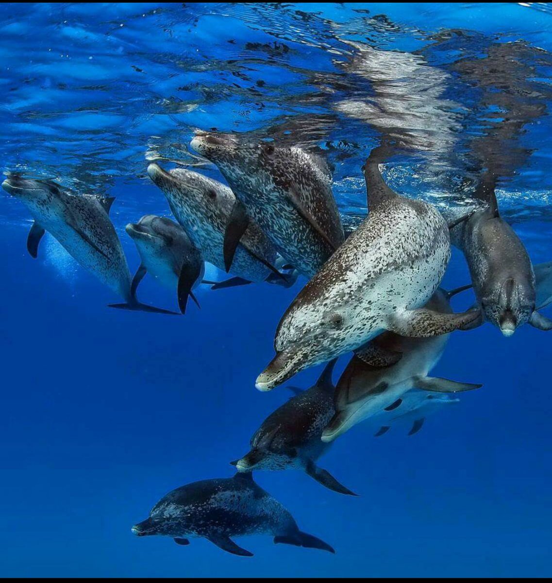 Lindapenny1960's tweet photo. #BlueCove! Dolphins Swim Free! #tweet4Taiji Thanks to #DolphinsProject for being on The Ground! https://t.co/6NDHDsjrLi https://t.co/hBjM13cHeP